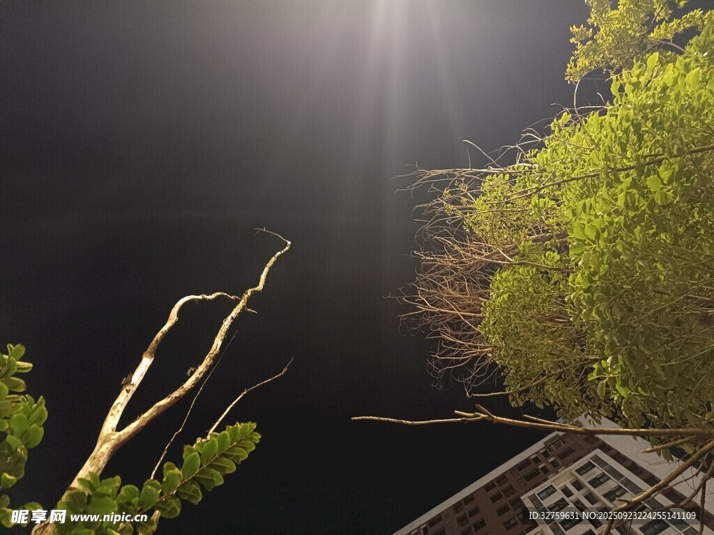夜中光束穿透绿植景象