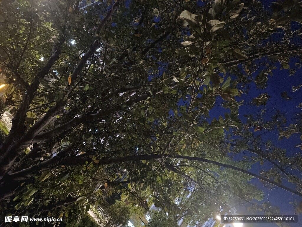 夜幕下的繁茂树枝