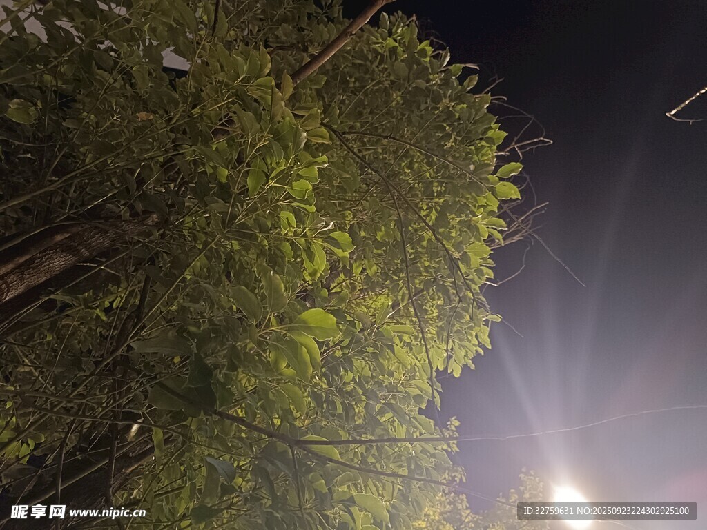 夜晚竹林中的明亮灯光