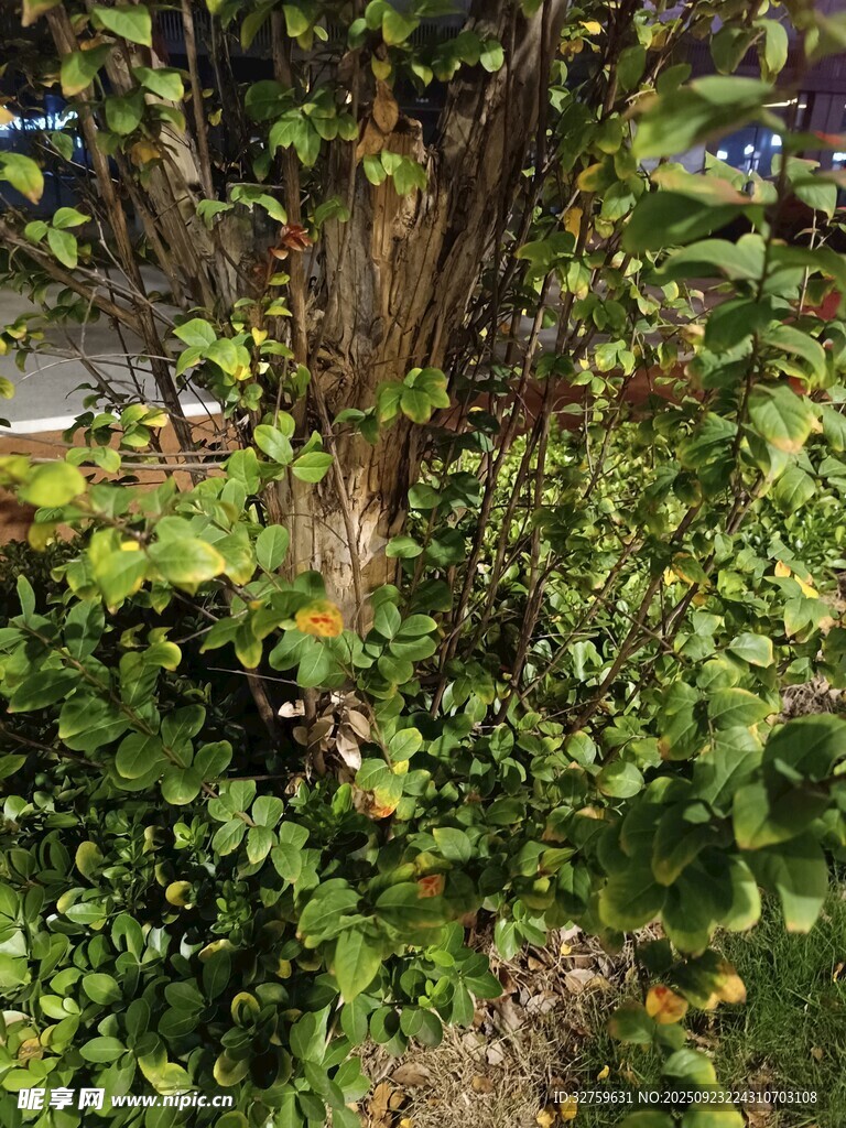 繁茂绿植环绕的树干