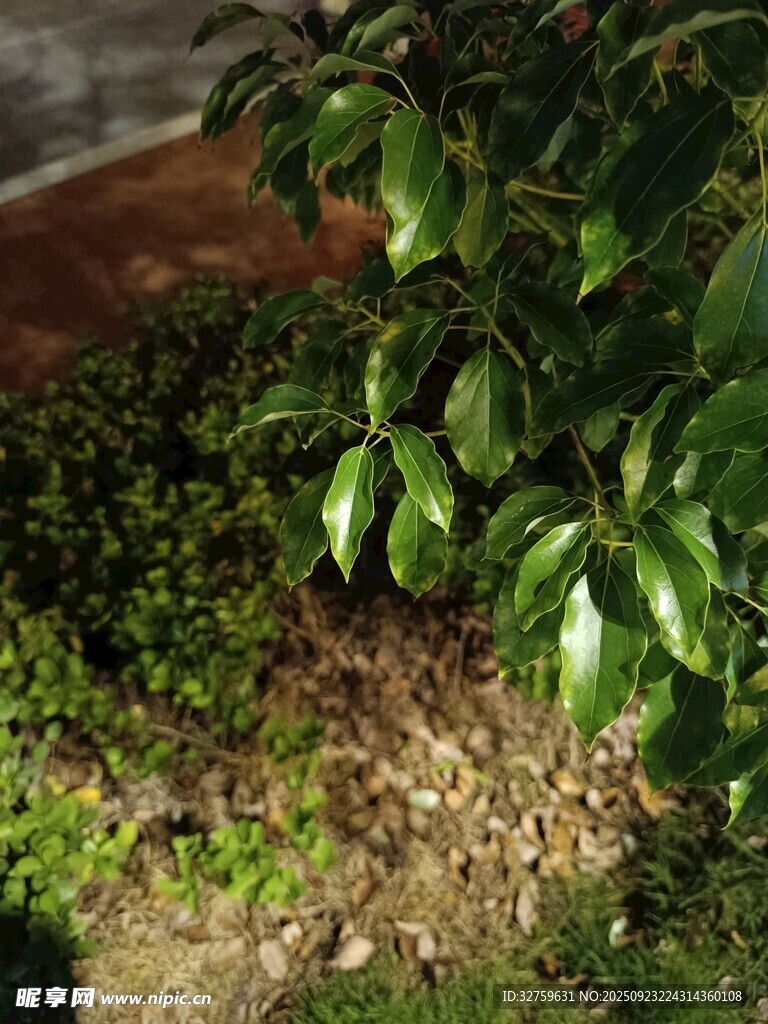 绿叶繁茂的地面植物景观