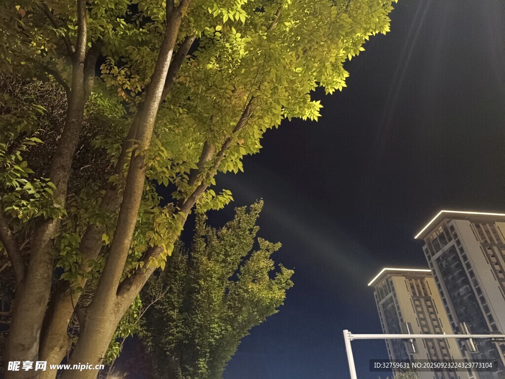 夜晚树下的建筑与灯光