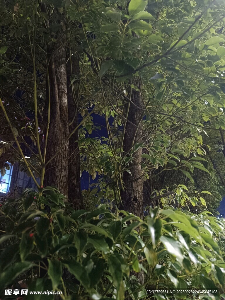 茂密丛林中的繁茂植物