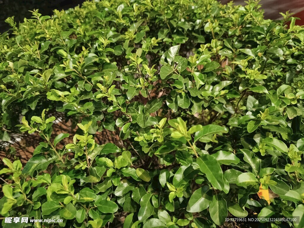 翠绿繁茂的绿植景观
