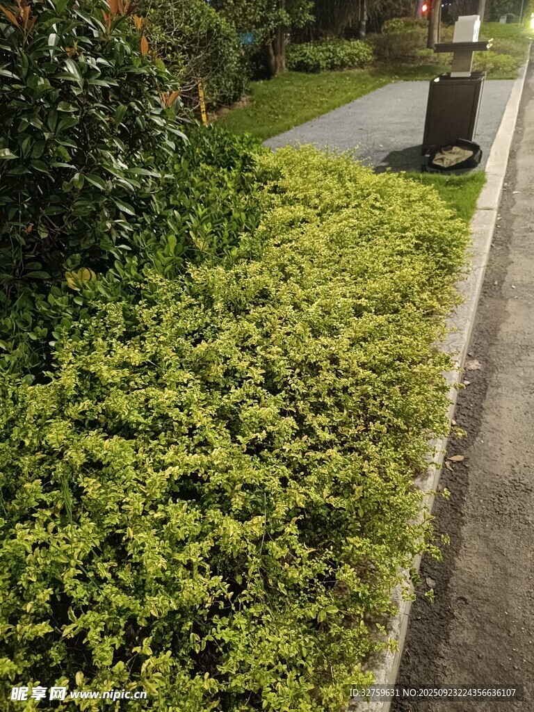 路边翠绿繁茂的低矮植被