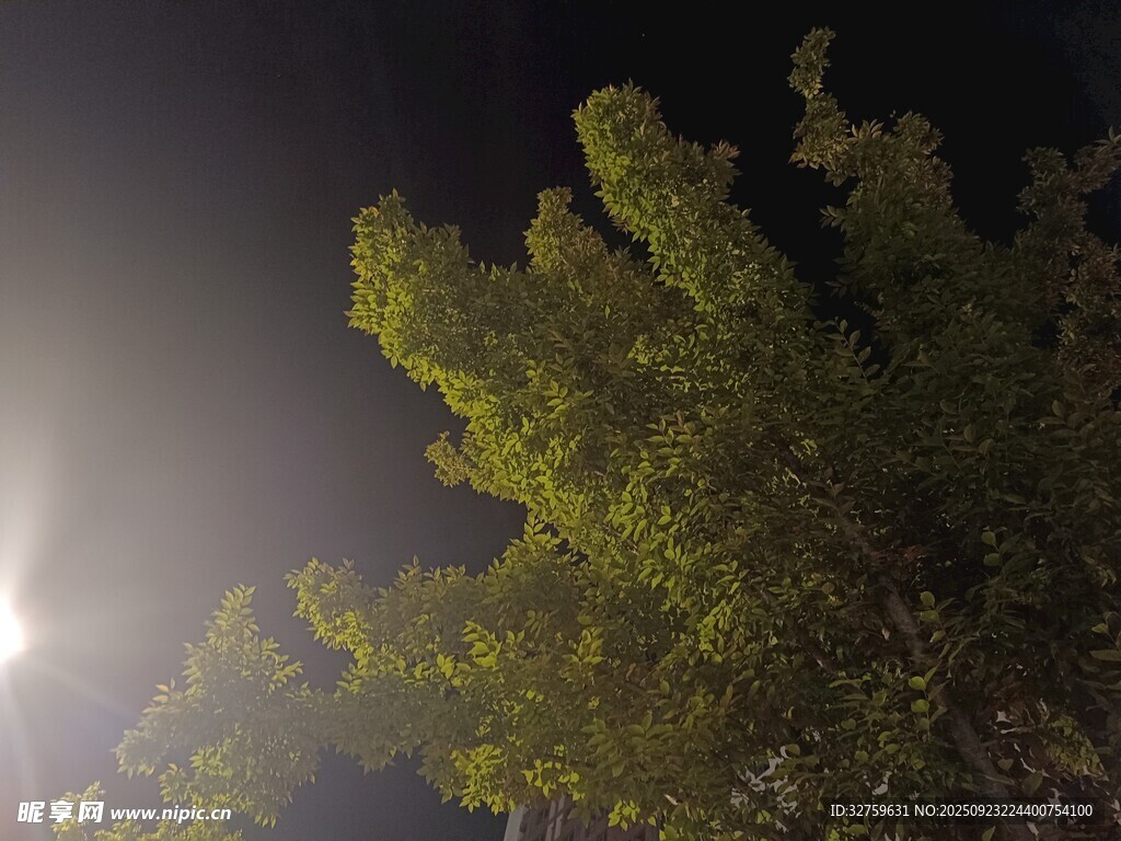月夜下的葱郁树木