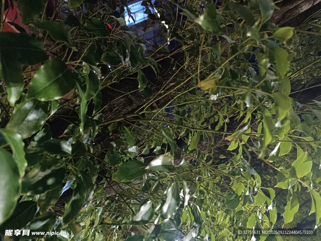 繁茂绿植