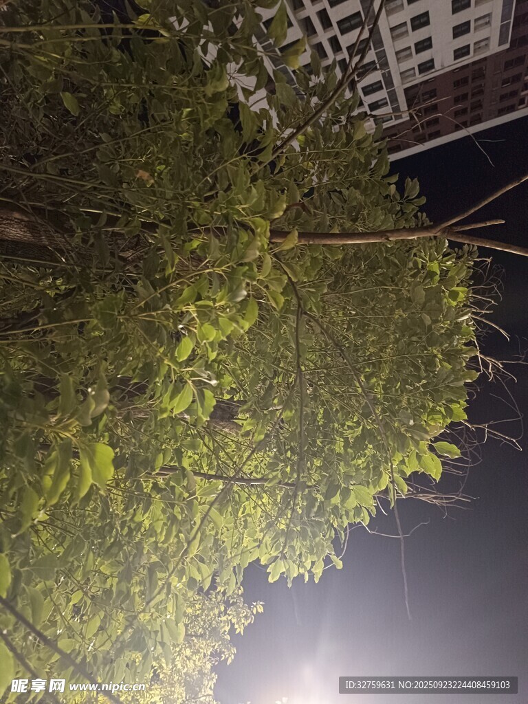 夜晚中的繁茂绿树