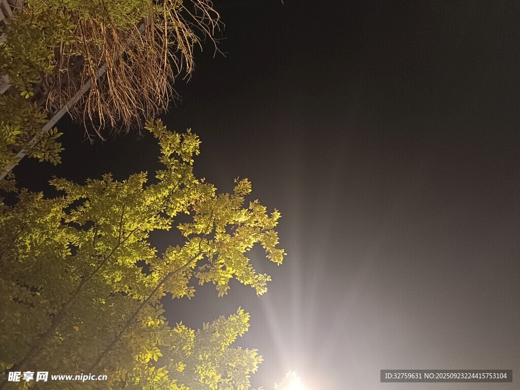 夜晚树梢间的明亮灯光