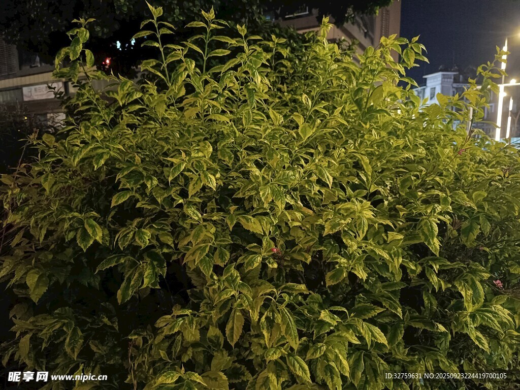 夜间绿植景观