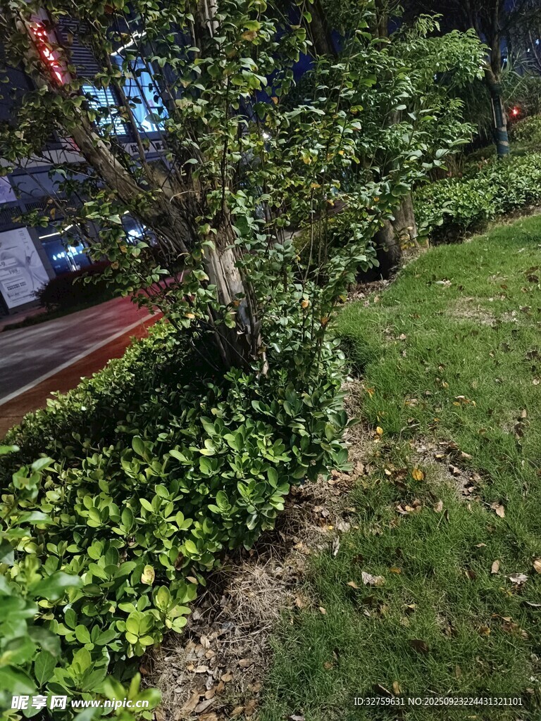 路边绿植景观