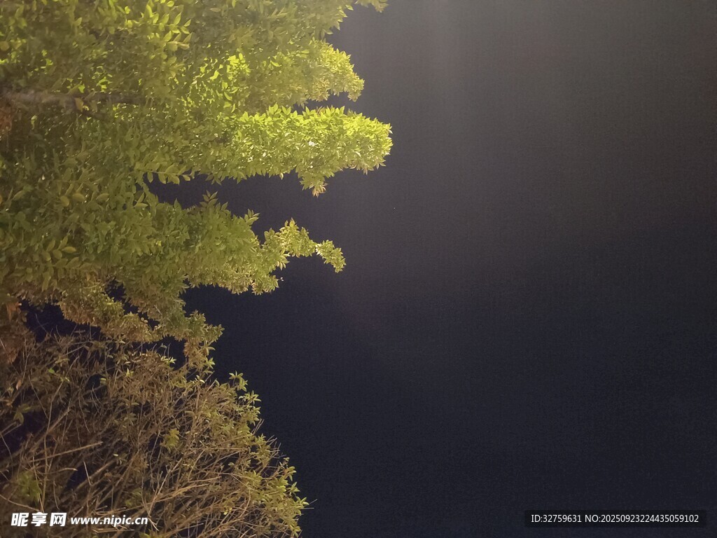 夜幕下的树木与静谧水面