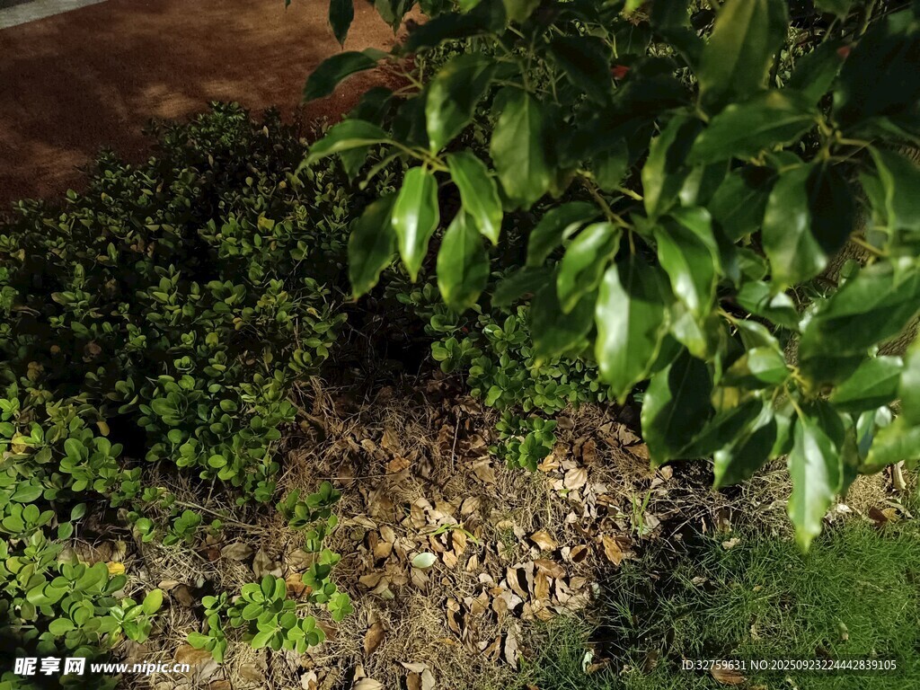 庭院绿植景观一角