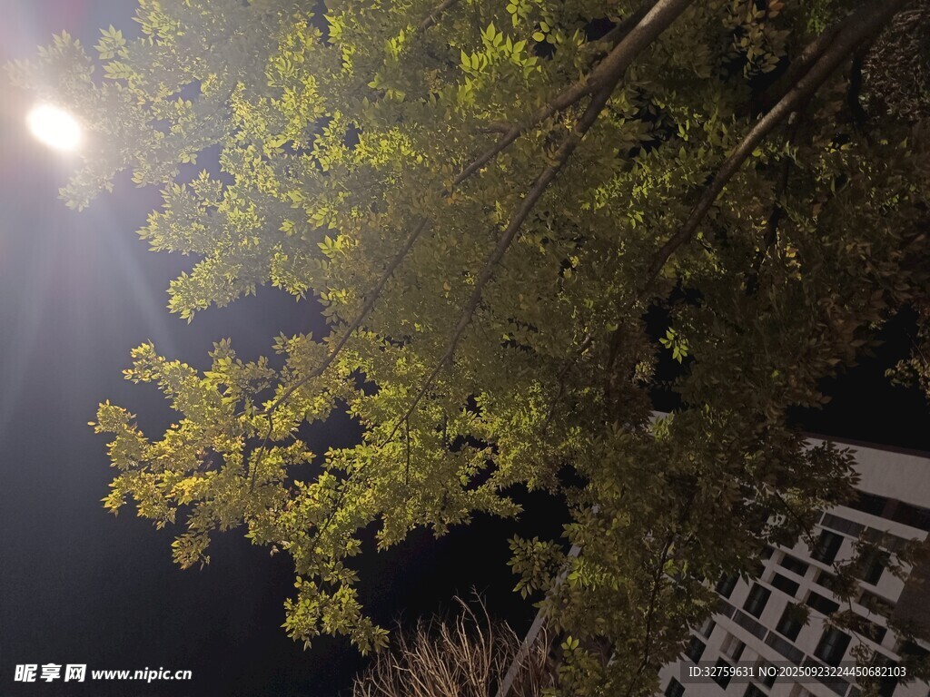 夜晚树下的光影景致