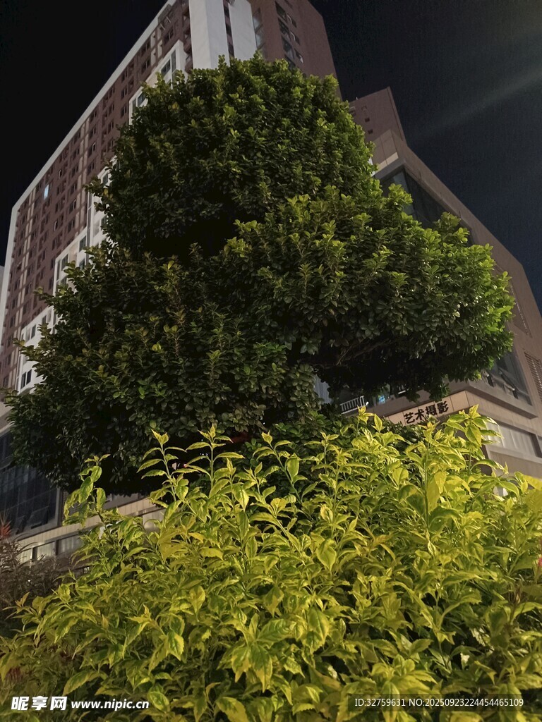 夜晚城市中的绿植景观