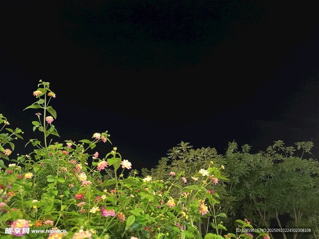 夜幕下的繁花绿植