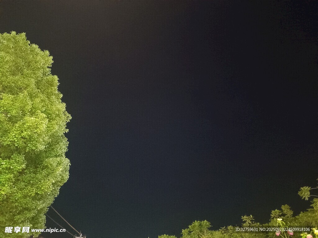 夜晚中的葱郁绿植