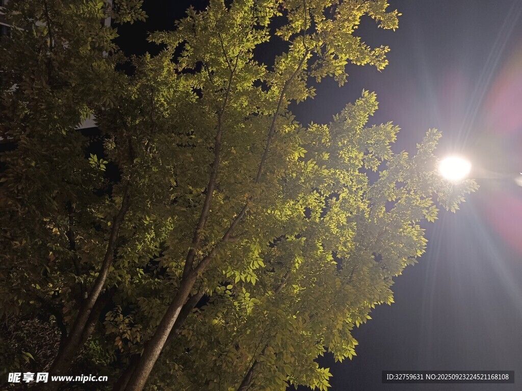 夜晚林间闪耀的明亮月光