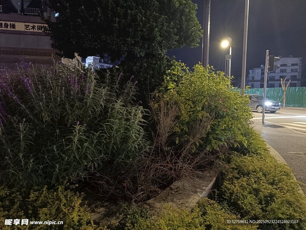 夜晚路边绿植景观