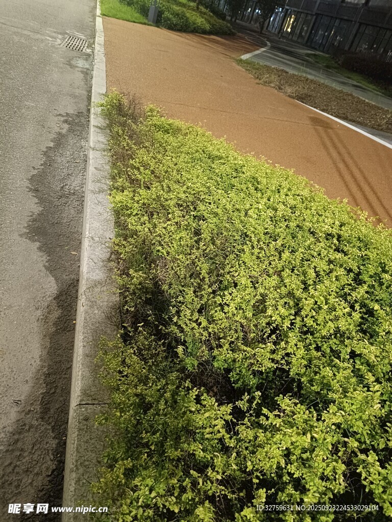 路边翠绿灌木丛