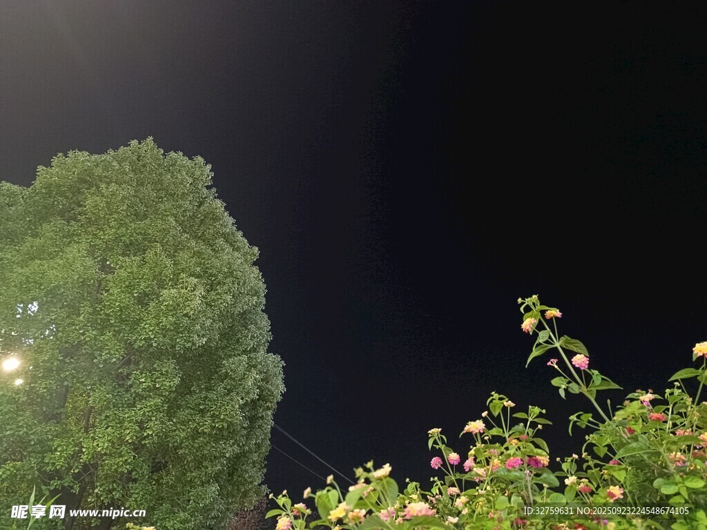 夜晚绿植景观