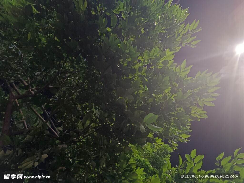 林间阳光穿透茂密绿植