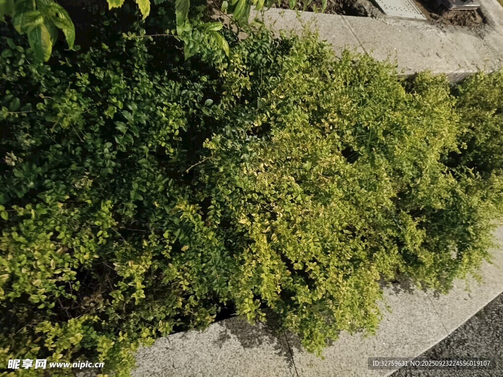 路边翠绿繁茂的灌木丛