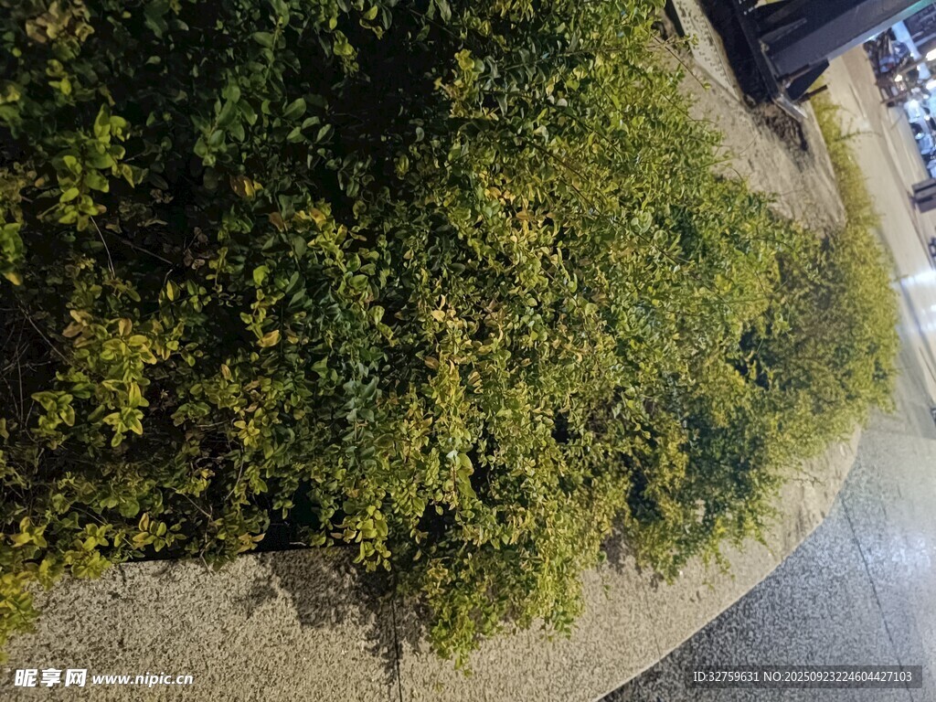 空中俯瞰绿植与地面景观