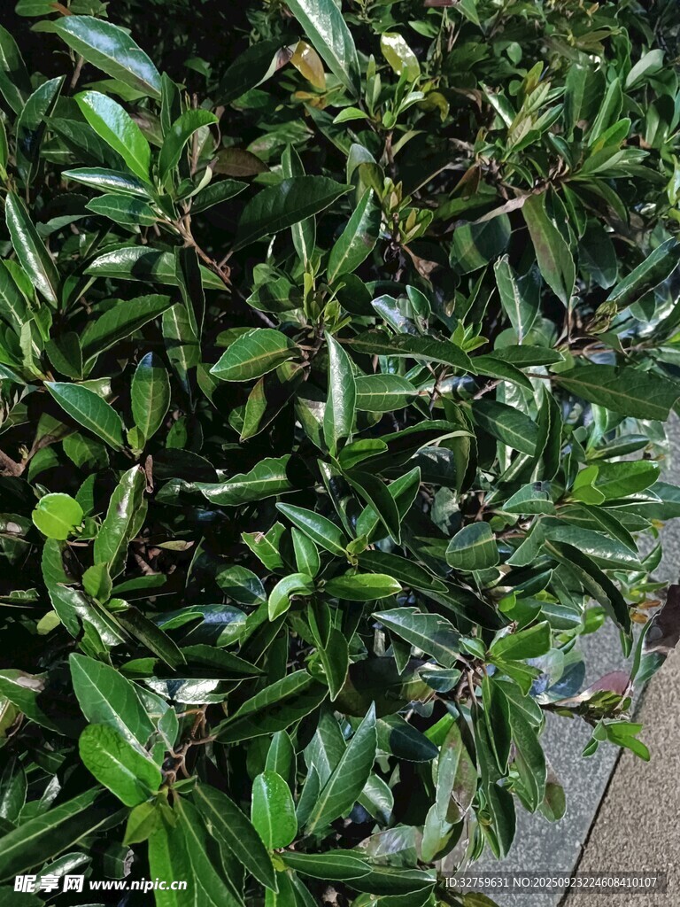 翠绿繁茂的绿植景观