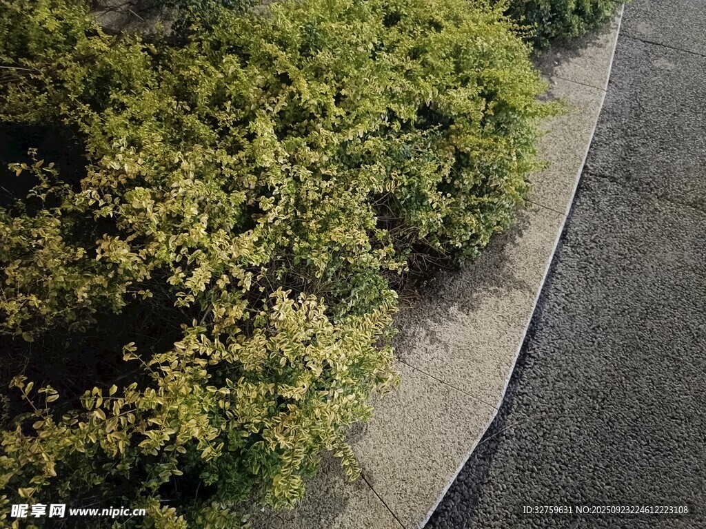 路边绿植景观