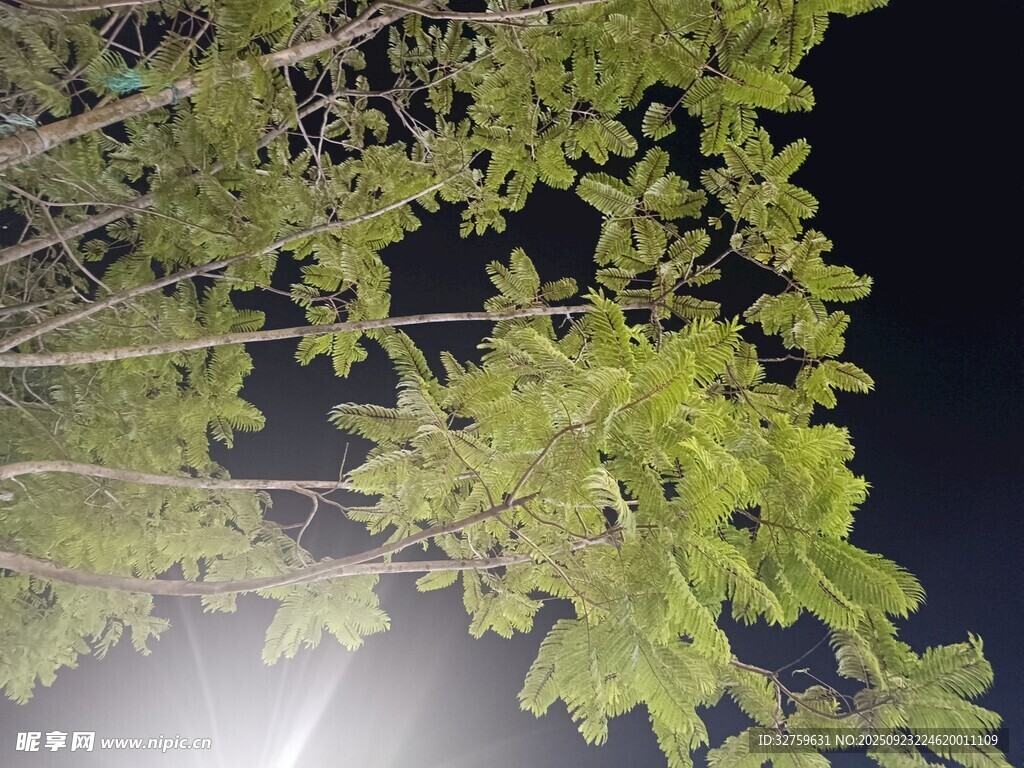 夜灯下的翠绿树叶