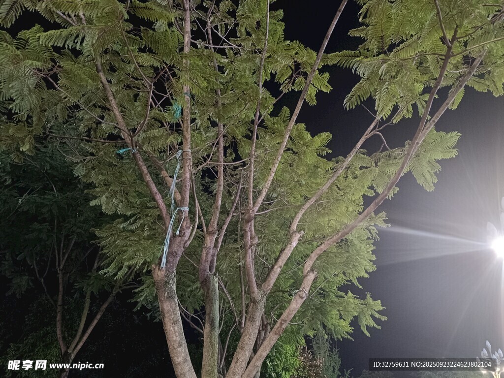 夜晚中的树木枝叶景观