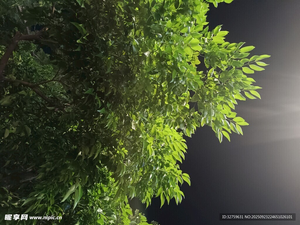 翠绿枝叶映于暗沉天色