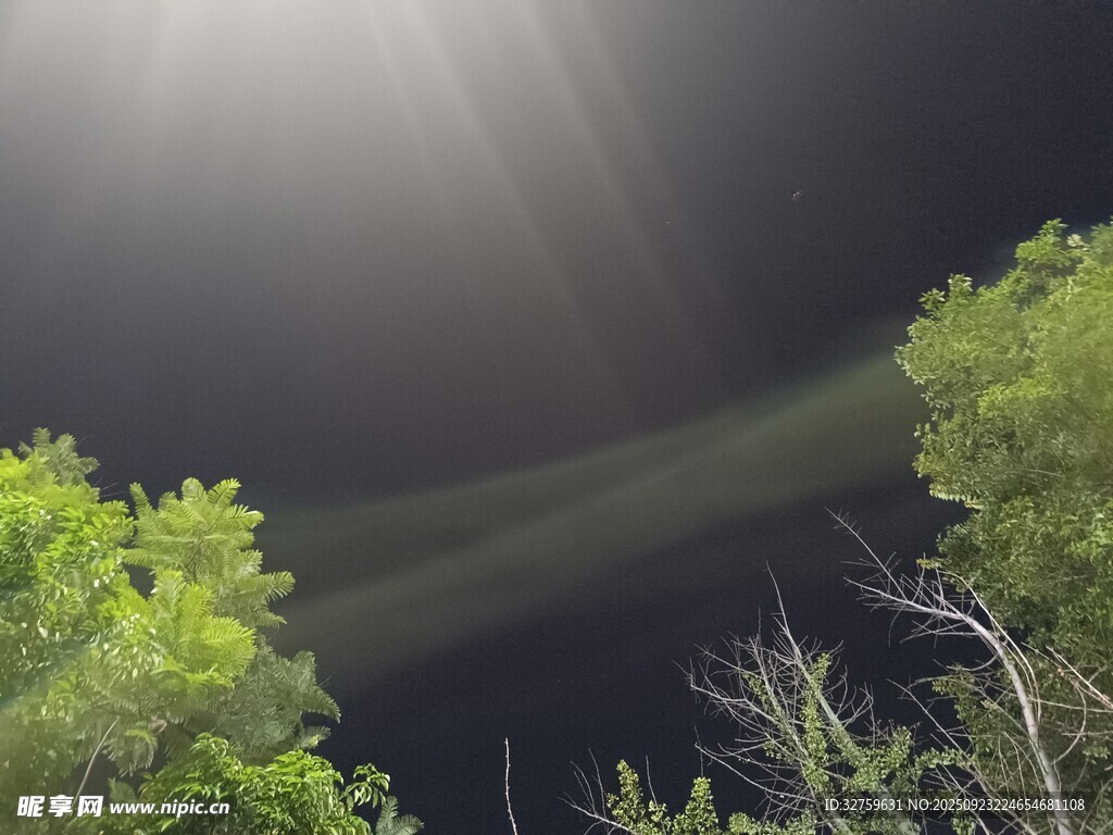 夜空下的树木与神秘光线