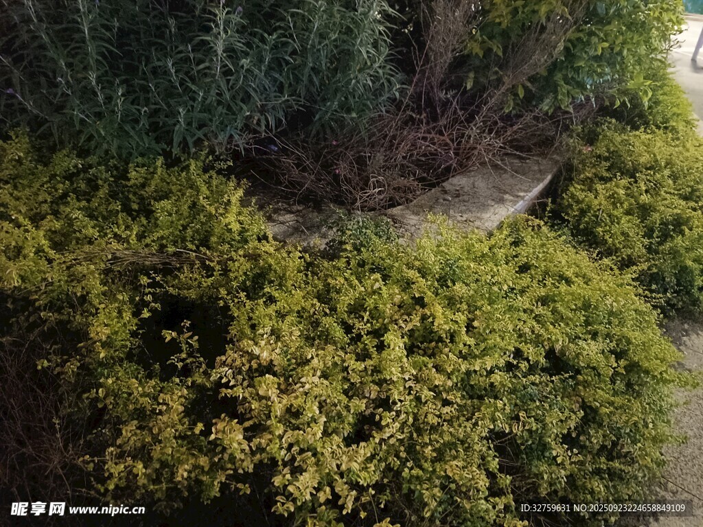 庭院绿植景观一角