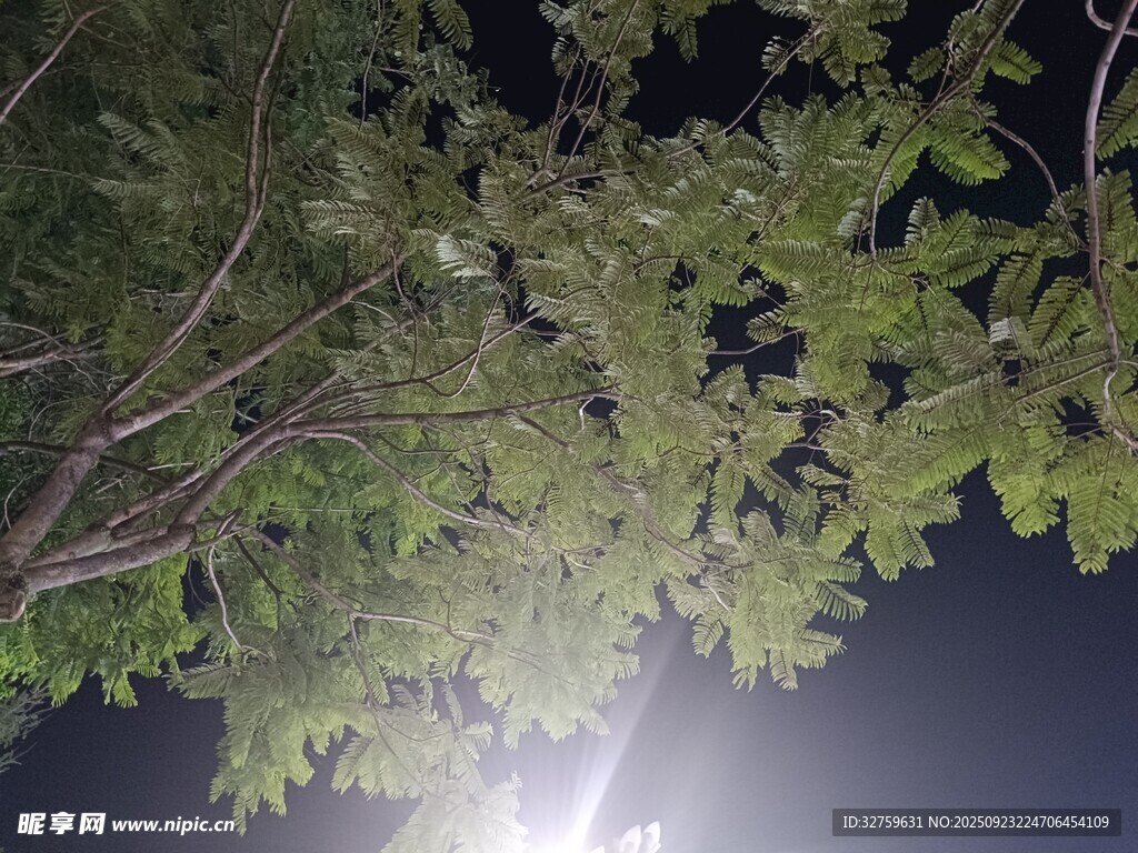 夜晚树枝与明亮灯光景象