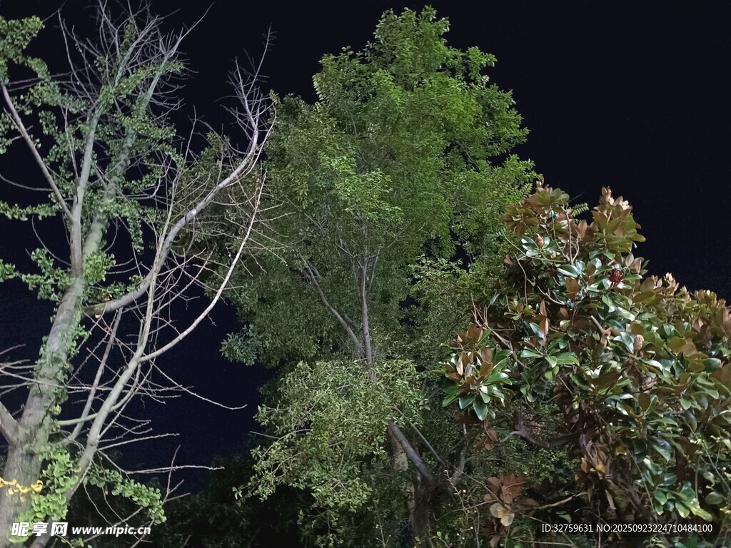 夜下树木景观