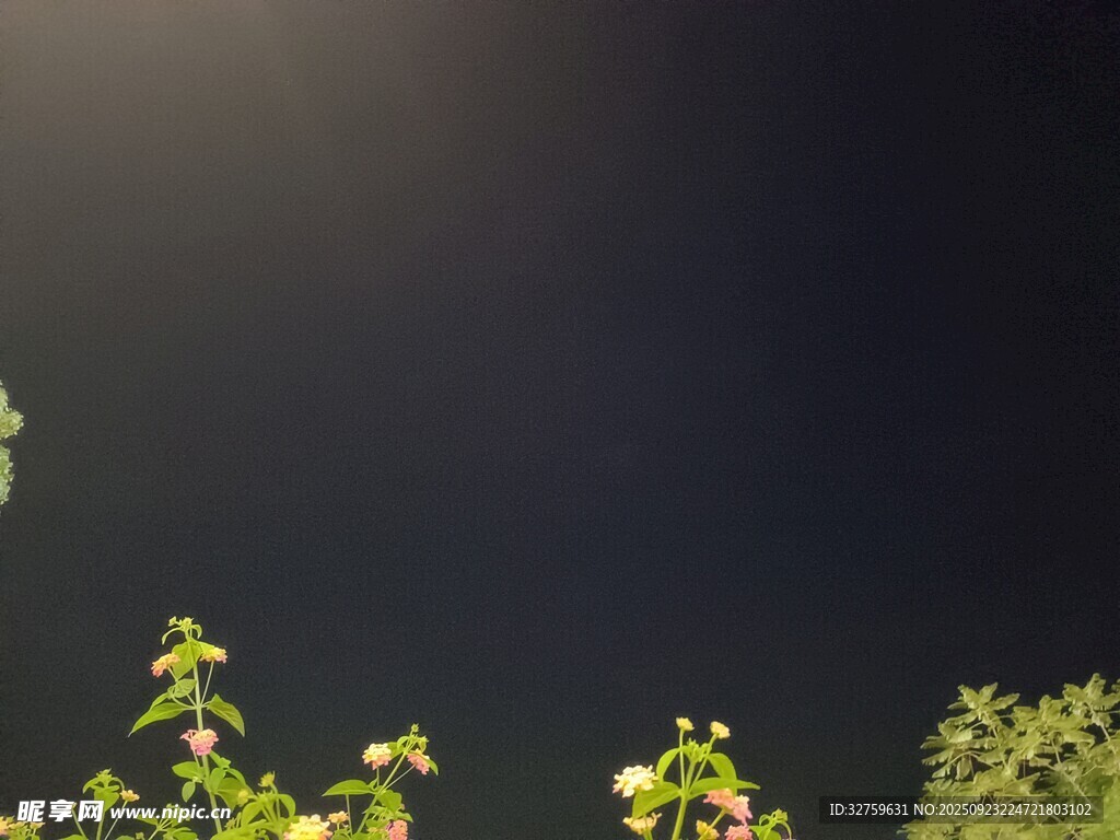 夜幕下的绿植
