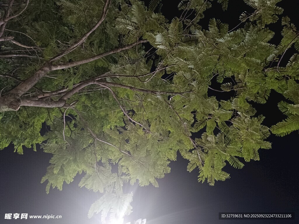 夜下枝叶间的微光