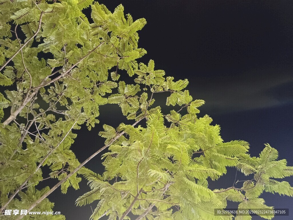 夜空中的翠绿枝叶