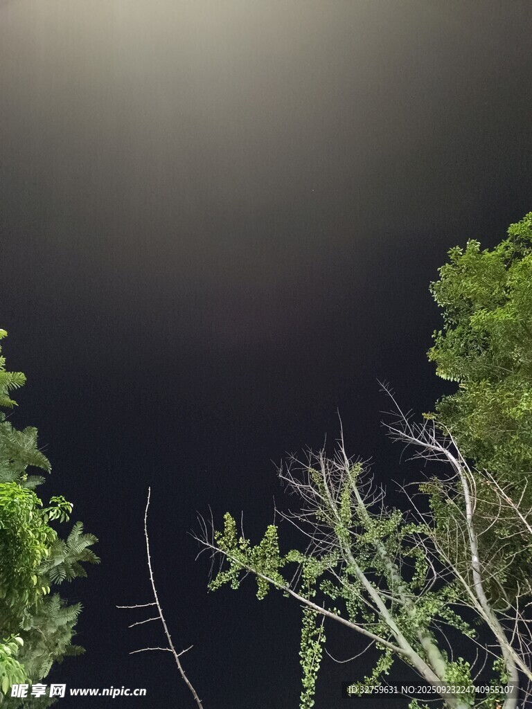 夜空下的绿植轮廓