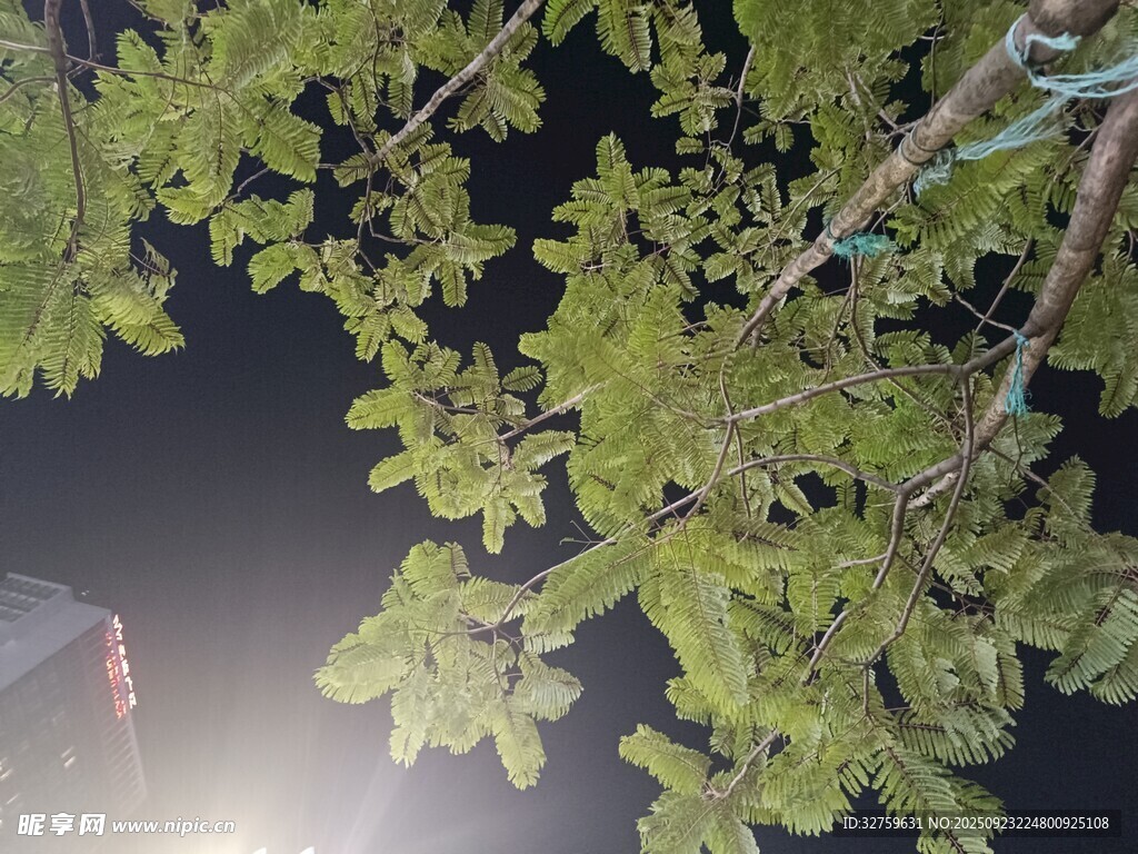 夜色中繁茂的树枝树叶