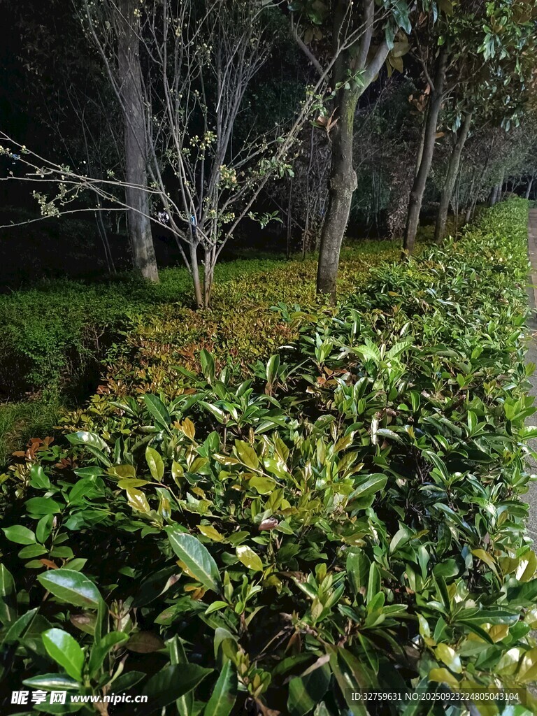 绿意盎然的园林植物景观