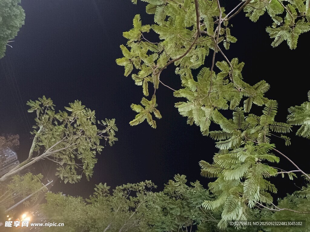 夜下繁茂枝叶