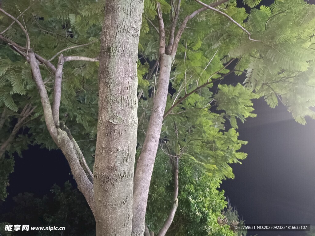 夜晚中的树木与繁茂枝叶