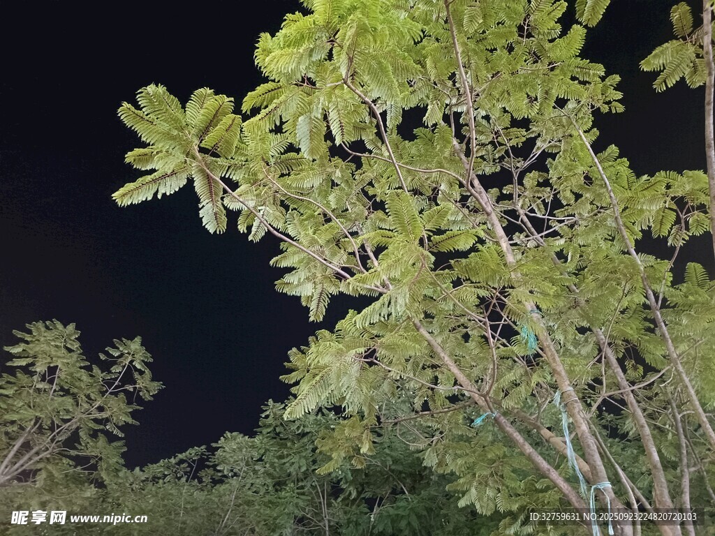 夜晚中的翠绿枝叶