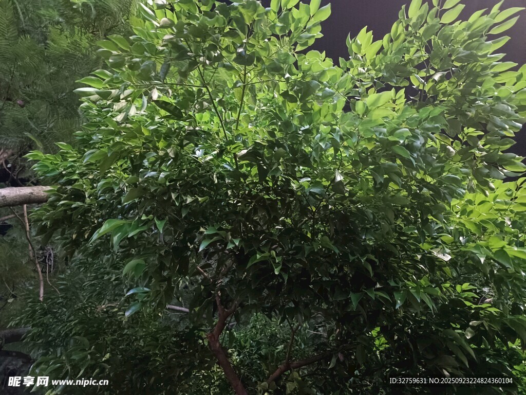 繁茂绿植