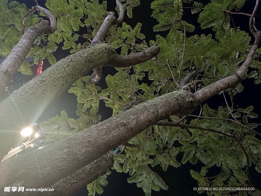 夜间爬树场景