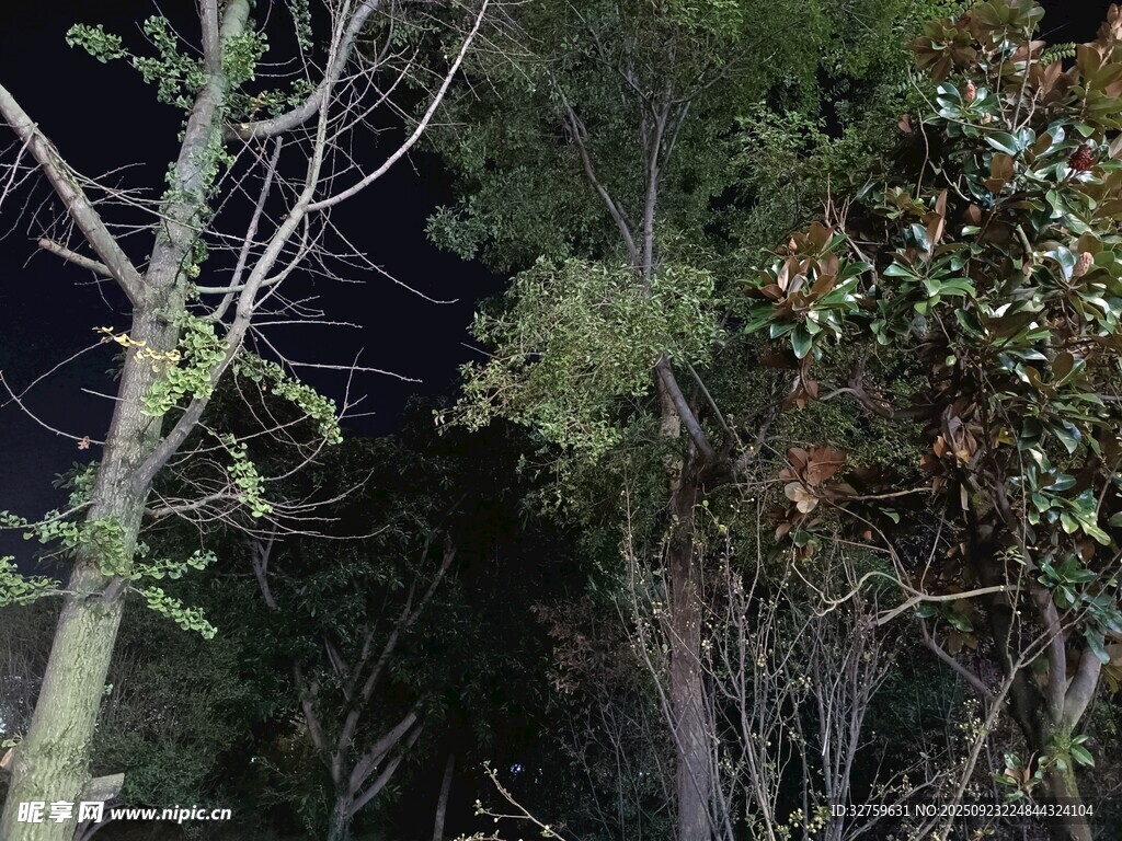 夜晚中的树木景象
