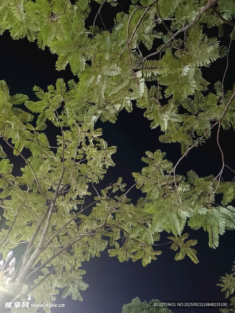 夜晚中的繁茂树枝